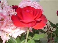 bb56ef0b-Picture 414.jpg